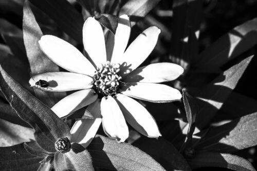 Image #1 from Saphire U.